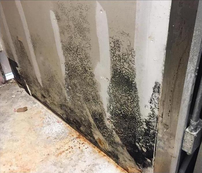 Mold growth on drywall.